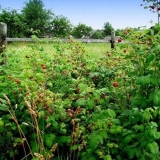 Kako se zauvijek riješiti malina na tom području